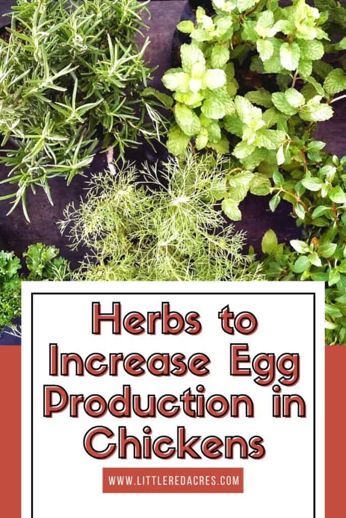 Fresh herbs growing with Herbs to Increase Egg Production in Chickens text overlay