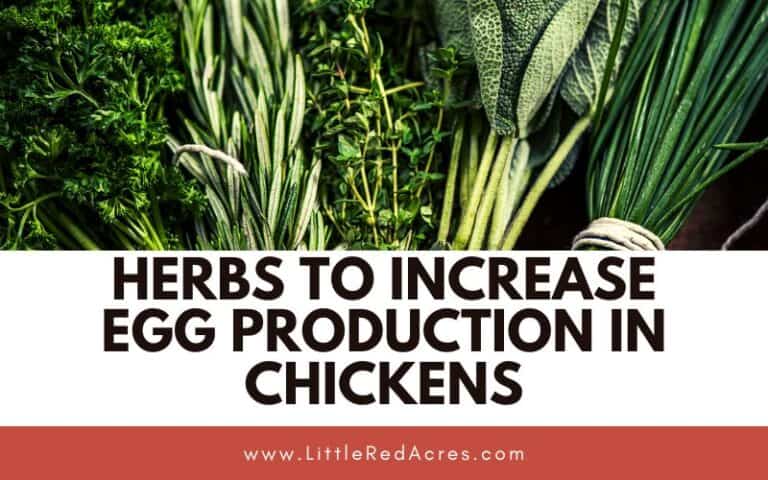 Herbs to Increase Egg Production in Chickens