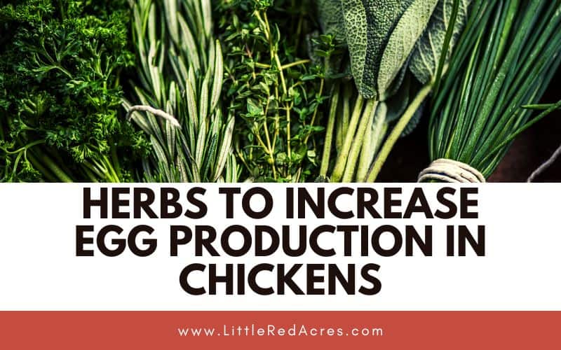 dried herb bundles with Herbs to Increase Egg Production in Chickens text overlay