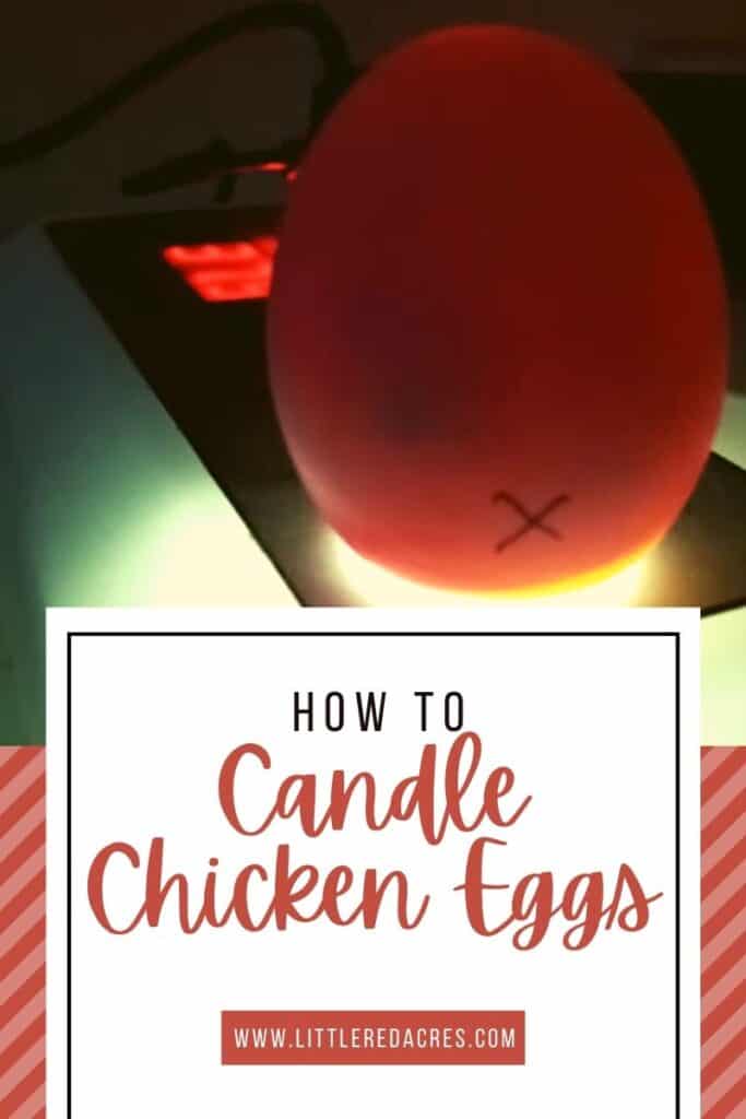 candling of chicken egg with How to Candle Chicken Eggs  text overlay