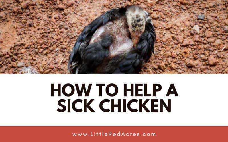 sick looking chicken with Help A Sick Chicken text overlay