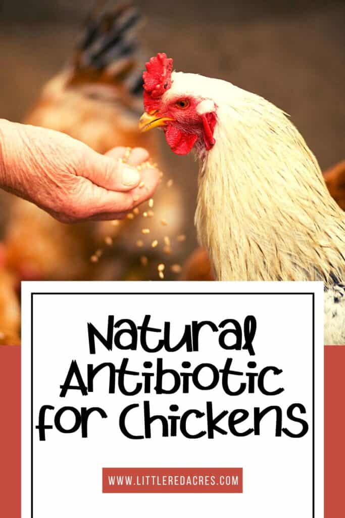 chicken eating from hand with Natural Antibiotic for Chickens text overlay