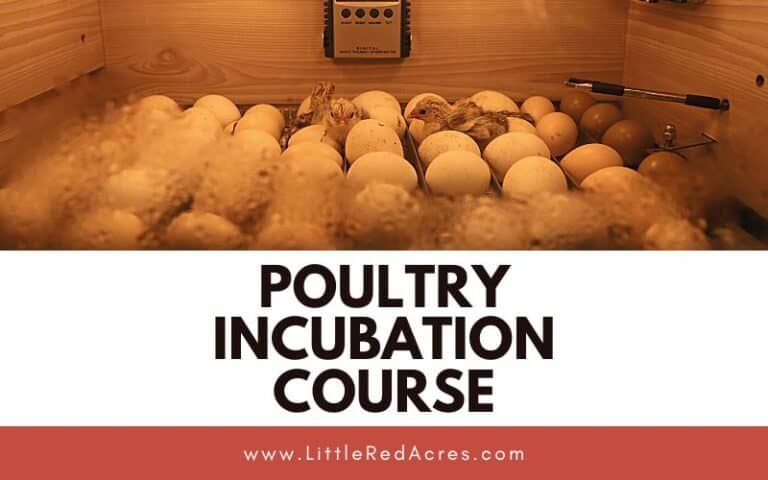 Poultry Incubation Course