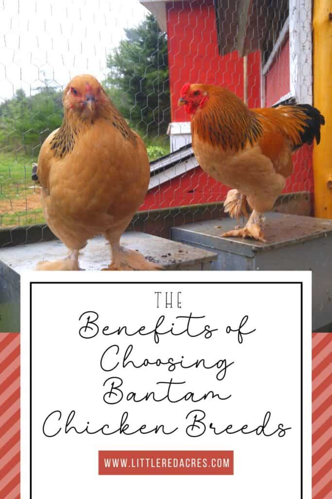 hen and rooster with Benefits of Choosing Bantam Chicken Breeds text overlay