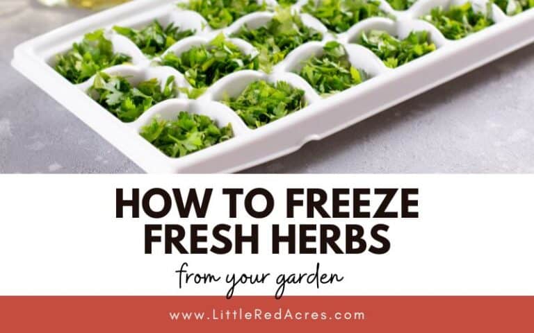 How to Freeze Fresh Herbs