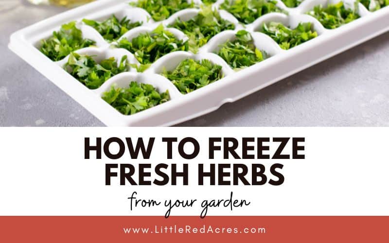 fresh herbs in ice cube tray with How to Freeze Fresh Herbs text overlay