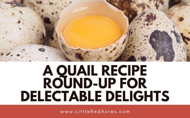 A Quail Recipe Round-Up for Delectable Delights
