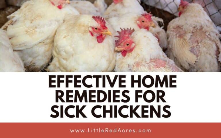 Caring for Ailing Hens: Effective Home Remedies for Sick Chickens