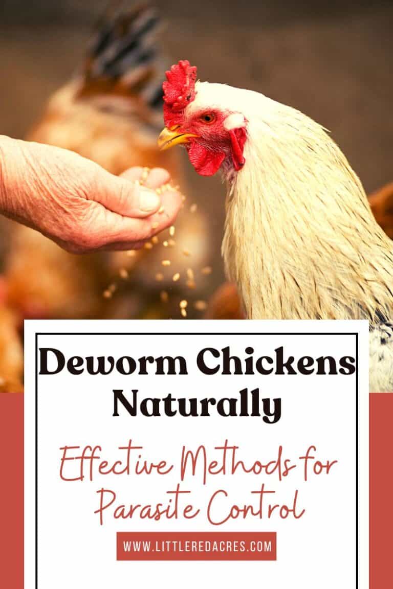 Deworm Chickens Naturally: Effective Methods for Parasite Control