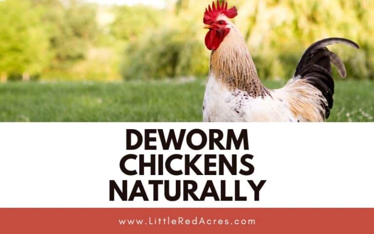 Deworm Chickens Naturally: Effective Methods for Parasite Control