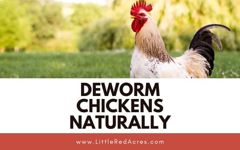 chicken in yard with Deworm Chickens naturally text overlay