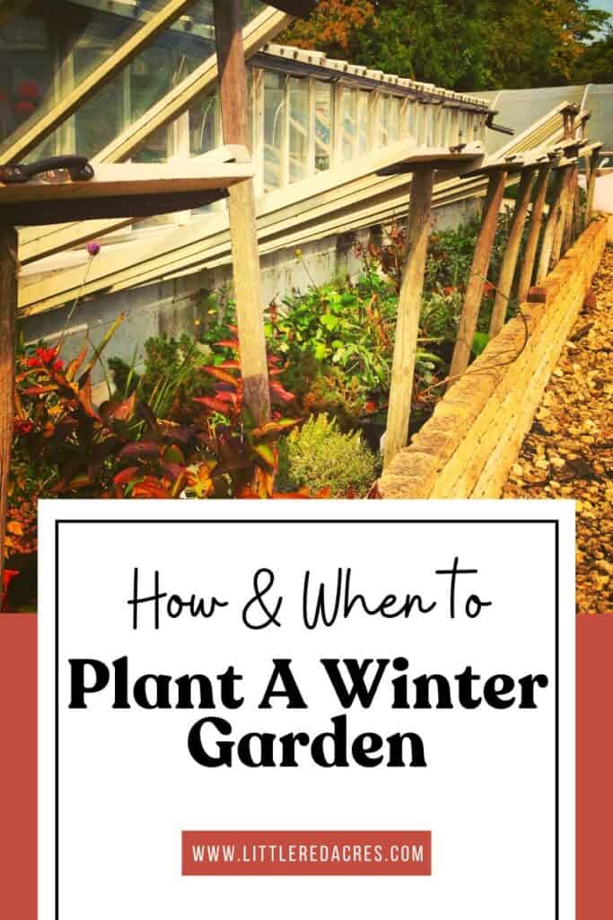 cold frame in autumn with How & When to Plant A Winter Garden text overlay