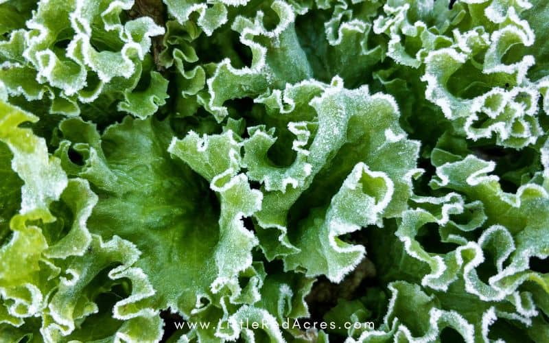 frosty lettuce leaves