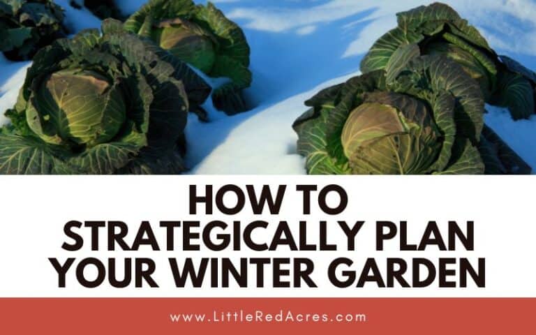 How to Strategically Plan Your Winter Garden