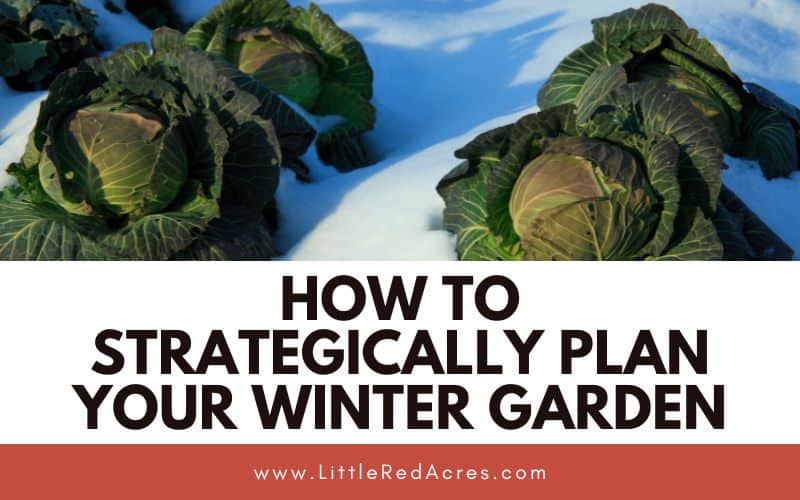 cabbage in the snow with How to Strategically Plan Your Winter Garden text overlay
