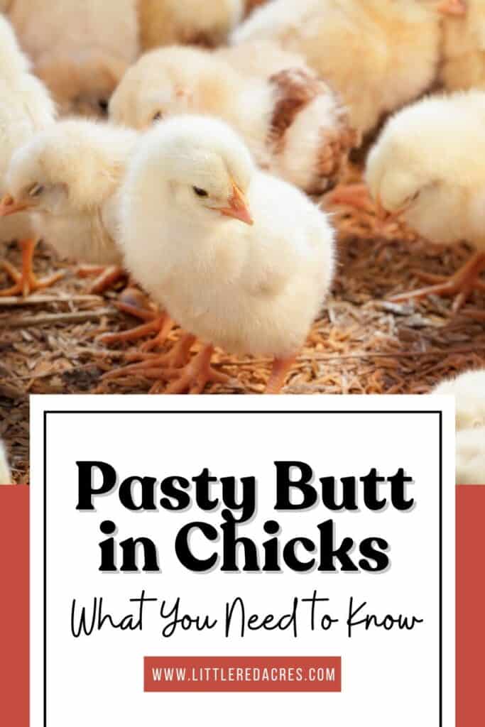 picture of chicks with Pasty Butt in Chicks What You Need to Know text overlay