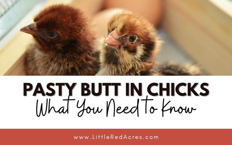 picture of chicks with Pasty Butt in Chicks What You Need to Know text overlay