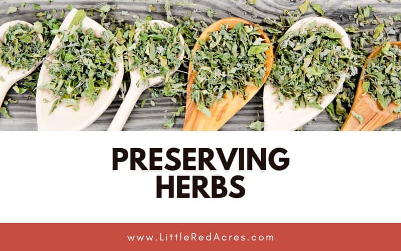 dried herbs on wooden spoons with Preserving Herbs Tips and Tricks for Keeping Your Herbs Fresh text overlay