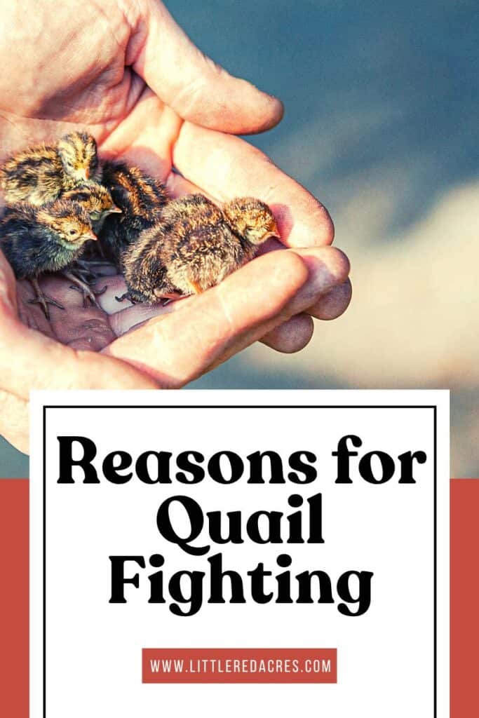 hands holding baby Coturnix quail with Reasons for Quail Fighting Why Are They Killing Each Other text overlay