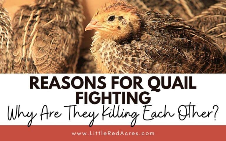 Reasons for Quail Fighting: Why Are They Killing Each Other?