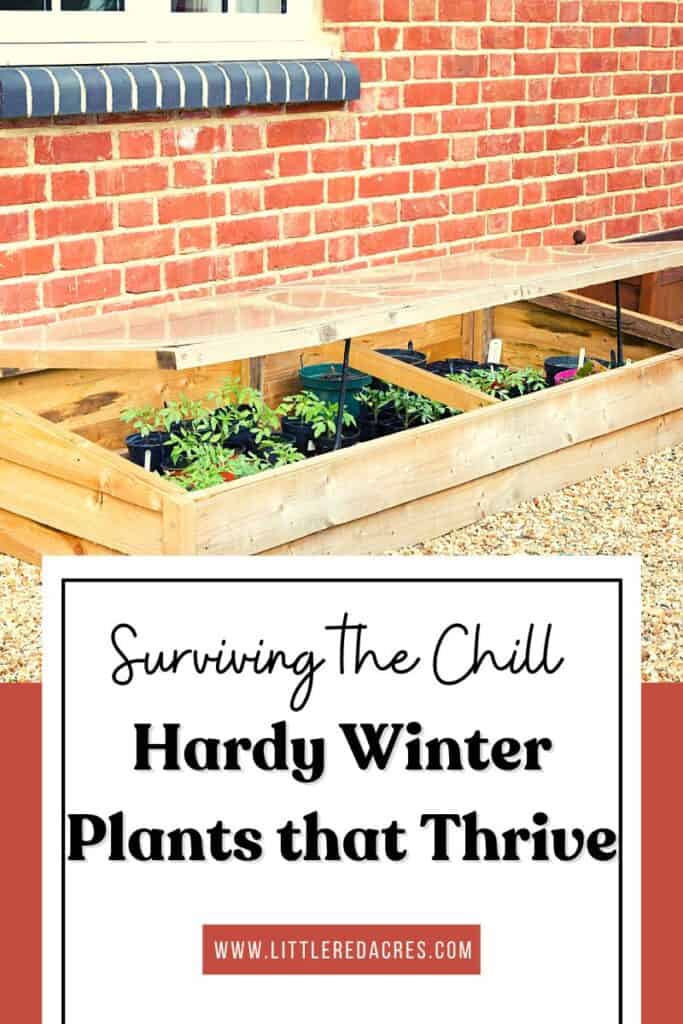 cold frame for garden with Surviving the Chill: Hardy Winter Plants That Thrive text overlay