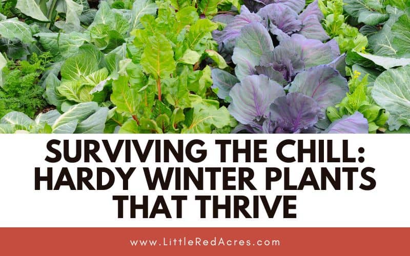 leafy greens with Surviving the Chill: Hardy Winter Plants That Thrive text overlay