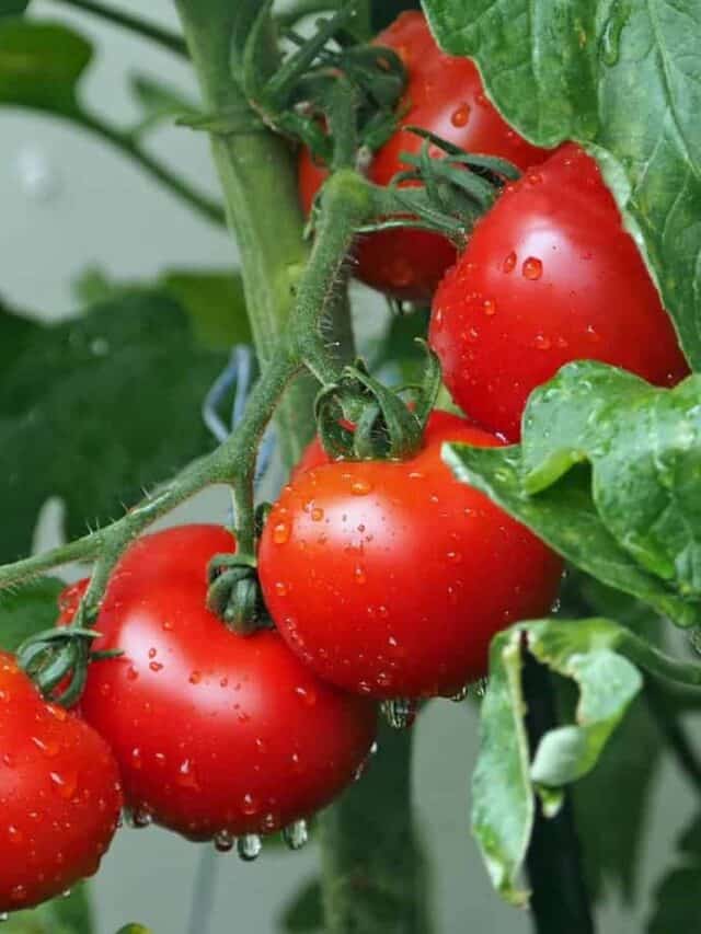 tomatoes on the vine