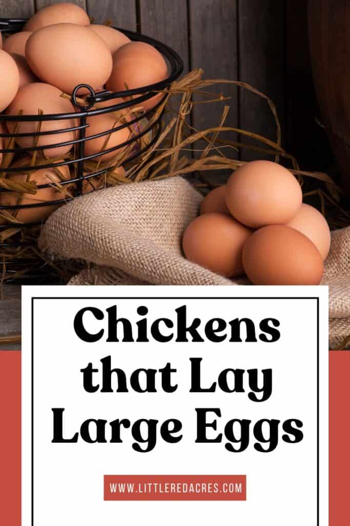 eggs with Chickens that Lay Large Eggs text overlay