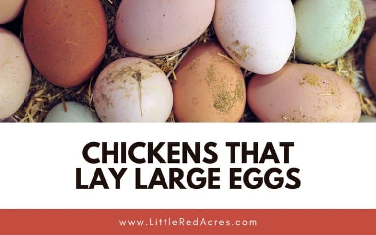 Chickens that Lay Large Eggs