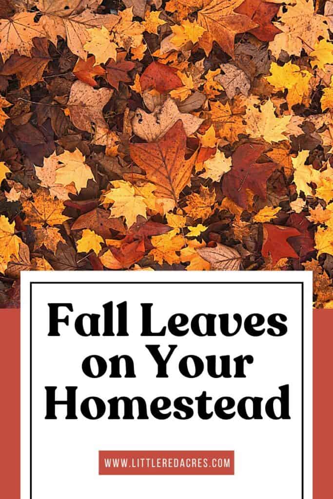 Fall Leaves on Your Homestead