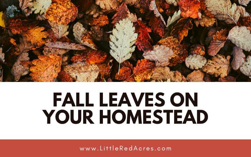 Fall Leaves on Your Homestead