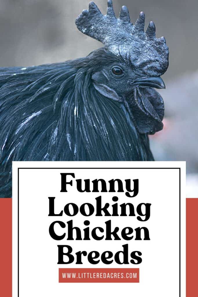 Ayam Cemani chicken with Funny Looking Chicken Breeds text overlay