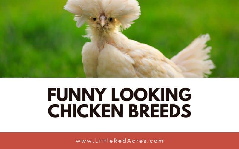 polish chicken with Funny Looking Chicken Breeds text overlay