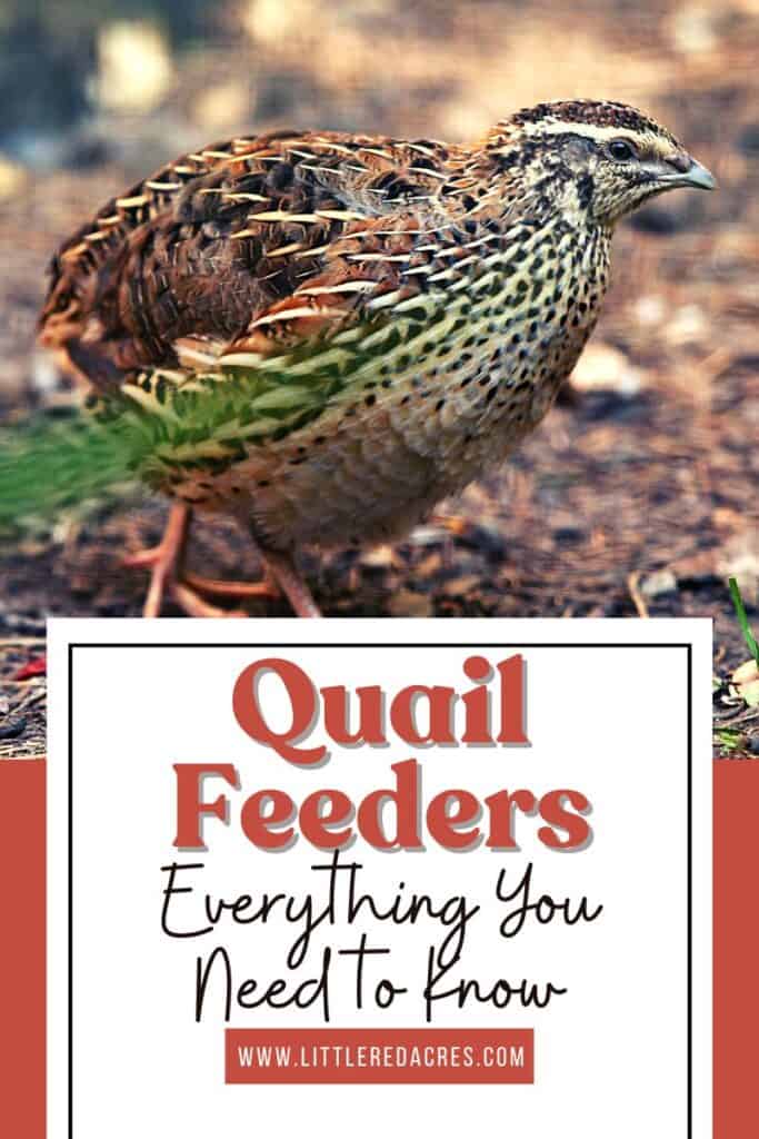 quail outside with Quail Feeders: Everything You Need to Know text overlay