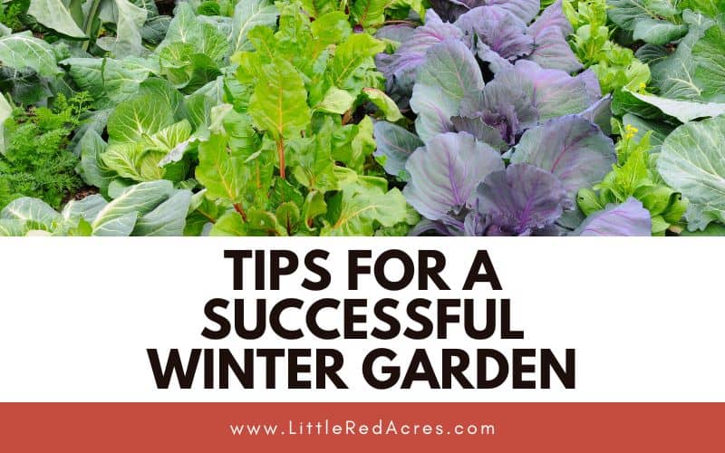 garden greens with some frost on them with Tips for a Successful Winter Garden text overlay