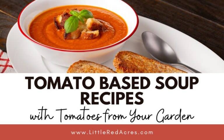 Tomato Based Soup Recipes with Tomatoes from Your Garden