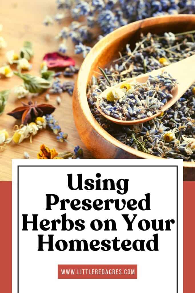 dried herbs with Using Preserved Herbs on Your Homestead text overlay