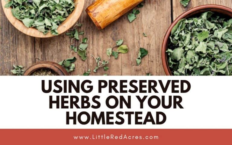 Using Preserved Herbs on Your Homestead