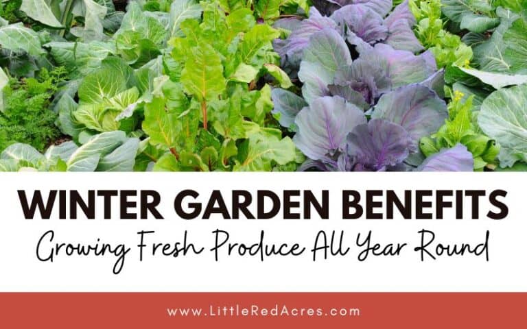 Winter Garden Benefits: Growing Fresh Produce All Year Round