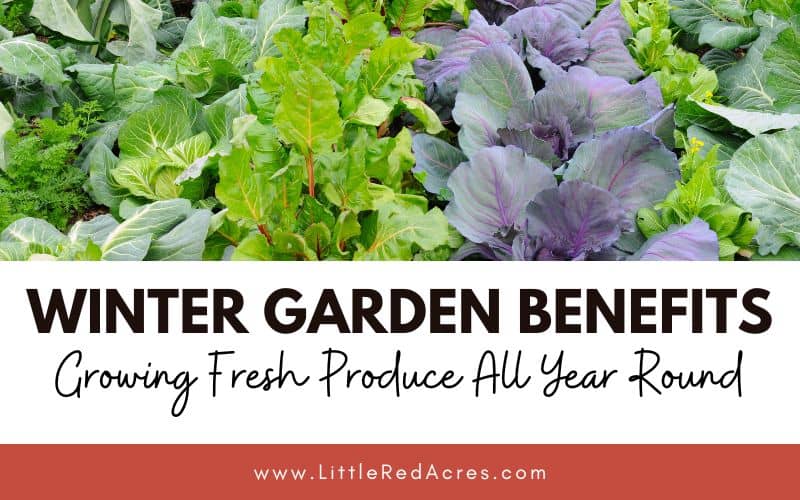 lettuce and kale, Growing Fresh Produce All Year Round
