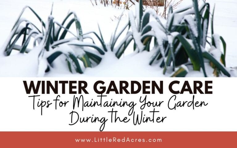 Winter Garden Care: Tips for Maintaining Your Garden During the Winter