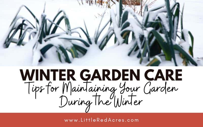 snow covered plants with Winter Garden Care: Tips for Maintaining Your Garden During the Winter text overlay