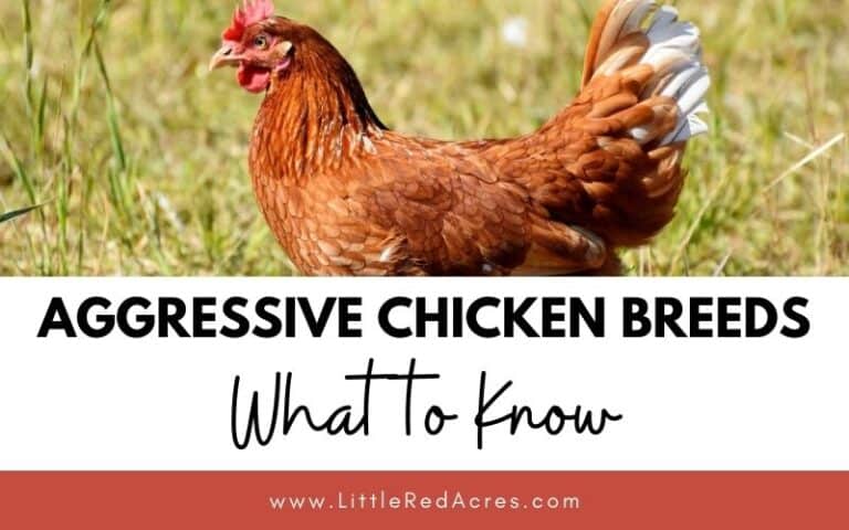 5 Aggressive Chicken Breeds: What You Need to Know
