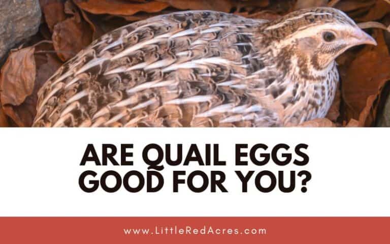 Are Quail Eggs Good for You?