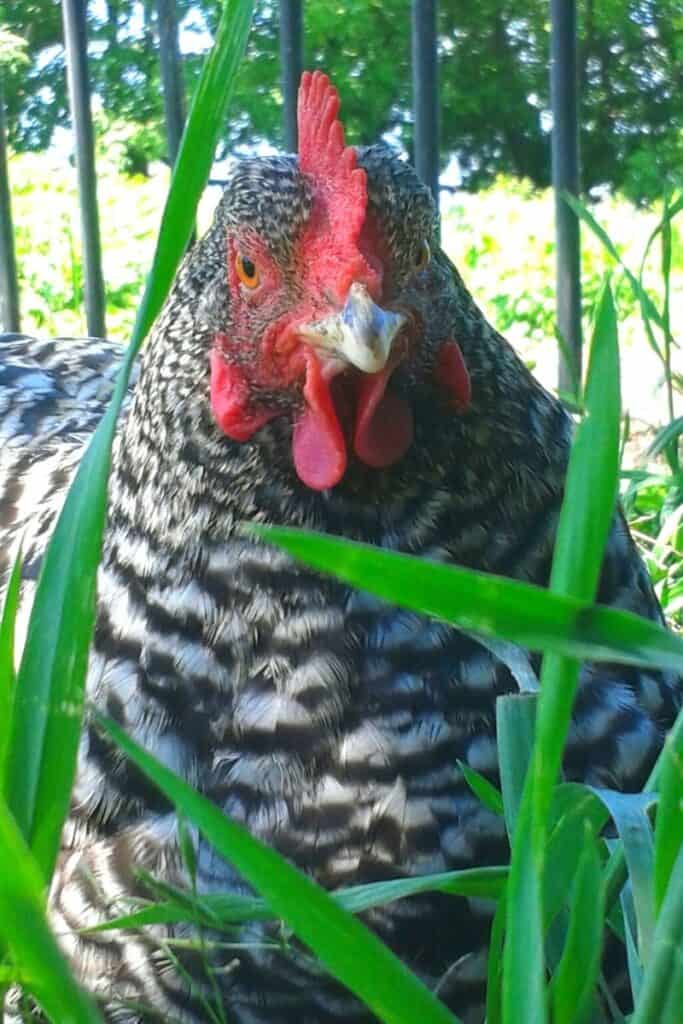 Barred Rock chicken in grass
