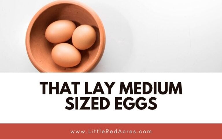 Chickens that Lay Medium Sized Eggs