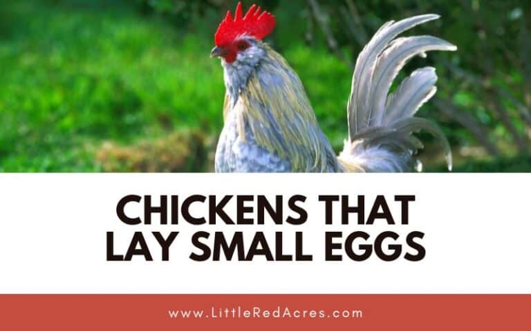 Chickens that Lay Small Eggs
