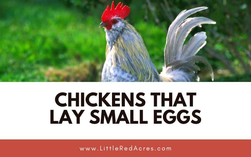 D'Uccle chicken with Chickens that Lay Small Eggs text overlay