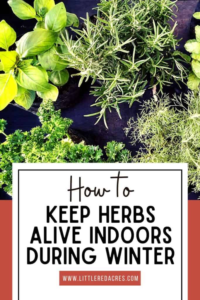 mixed herbs with How to Keep Herbs Alive Indoors During Winter text overlay