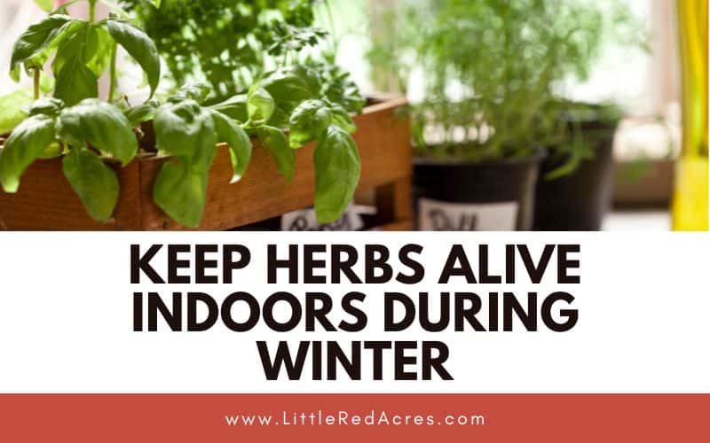potted herbs with How to Keep Herbs Alive Indoors During Winter text overlay
